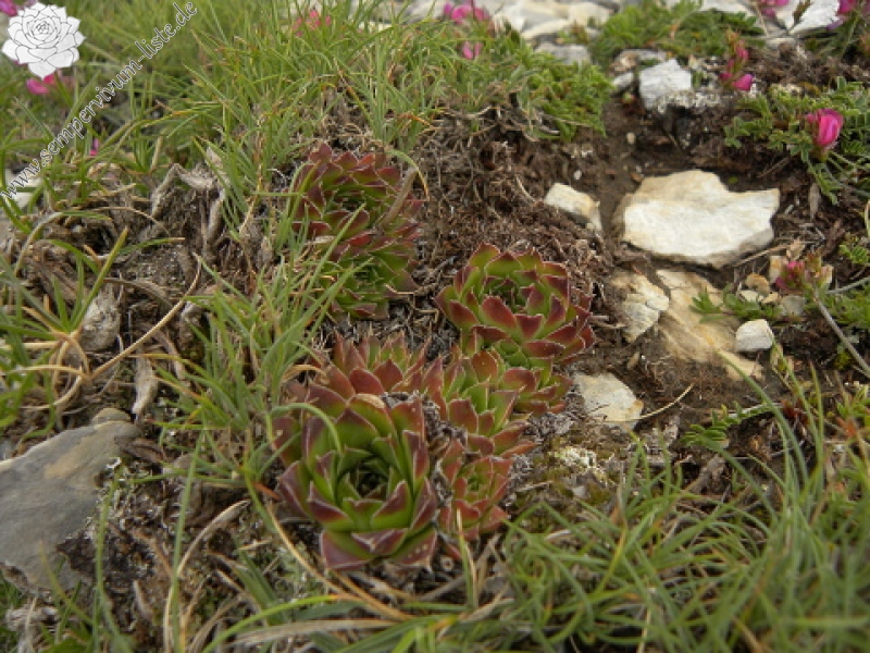 heuffelii (glabrum) from Sattel unter Daneš
