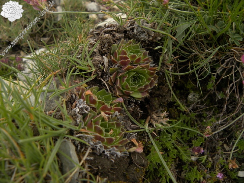 heuffelii (glabrum) from Sattel unter Daneš