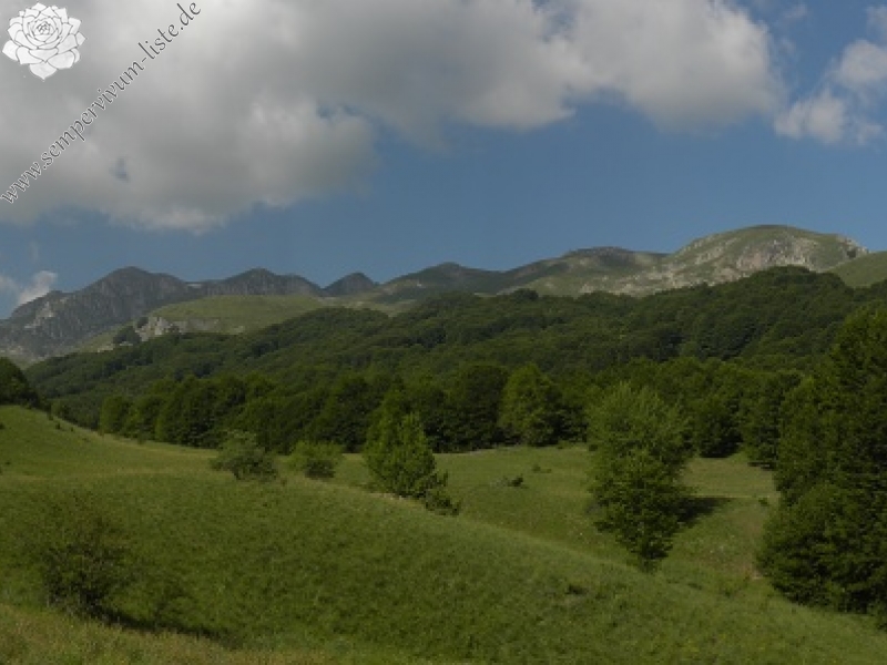 heuffelii (glabrum) from Sattel unter Daneš