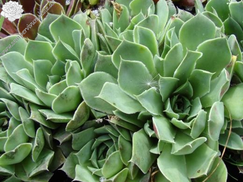 heuffelii (glabrum) from Sokol