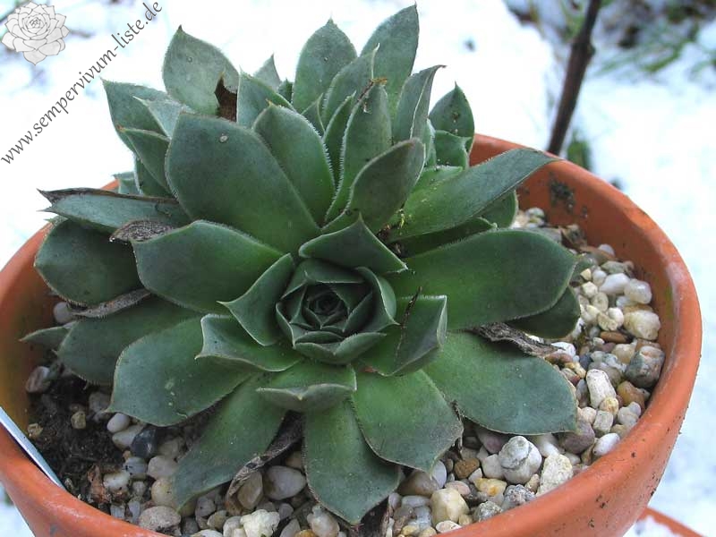 heuffelii (glabrum) from Sokol