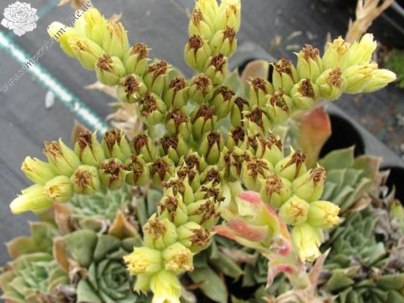 heuffelii (glabrum) from Sokol