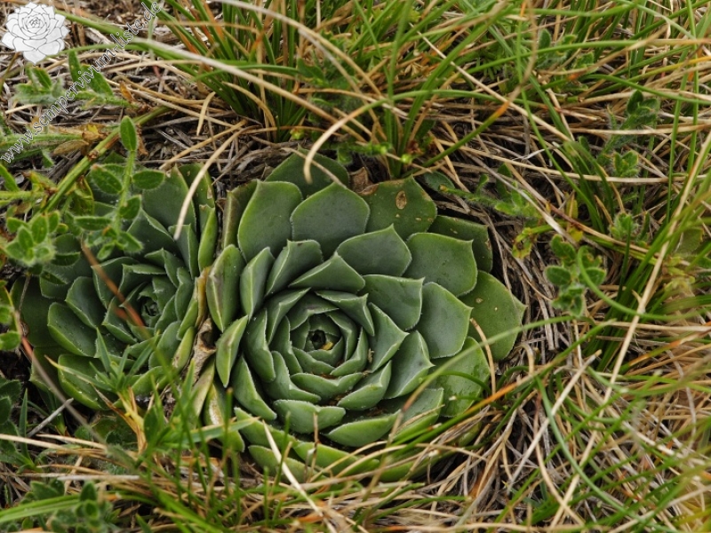 heuffelii (glabrum) from Stogovo, 2195m