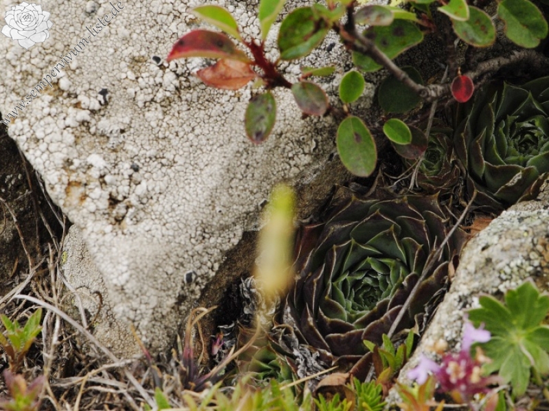 heuffelii (glabrum) from Stogovo, 2195m