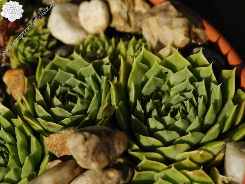 heuffelii (glabrum) from Stogovo, 2195m