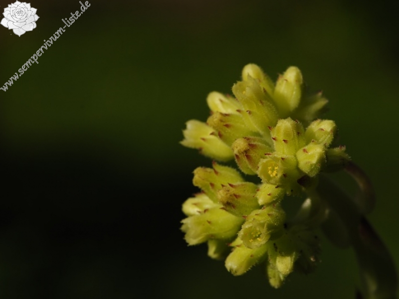 heuffelii (glabrum) from Stogovo, 2195m