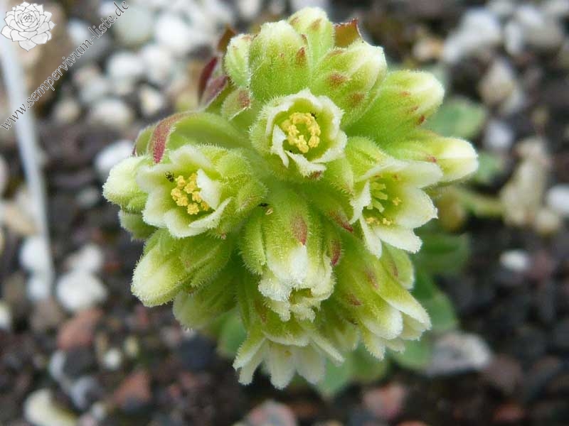 heuffelii (glabrum) from Stogovo