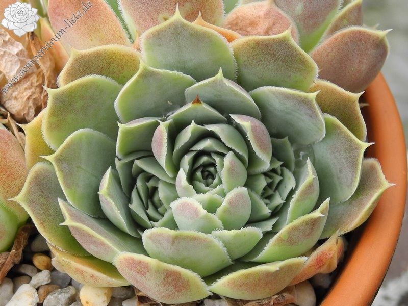 heuffelii (glabrum) from Treska Gorge