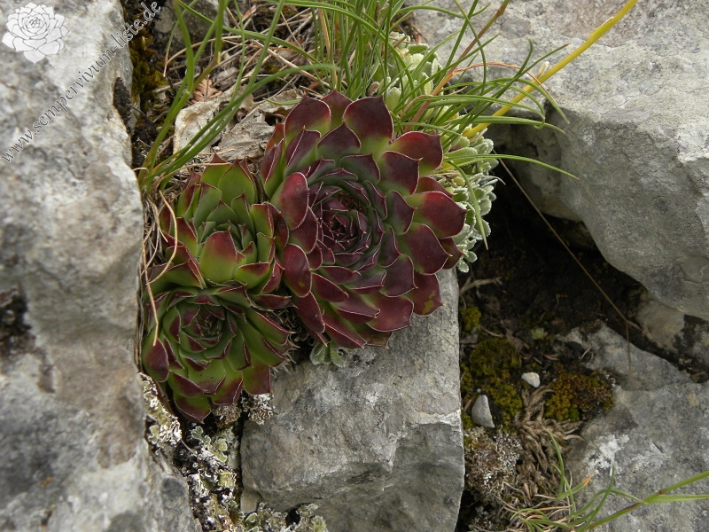 heuffelii (glabrum) from Veljkova Ploča