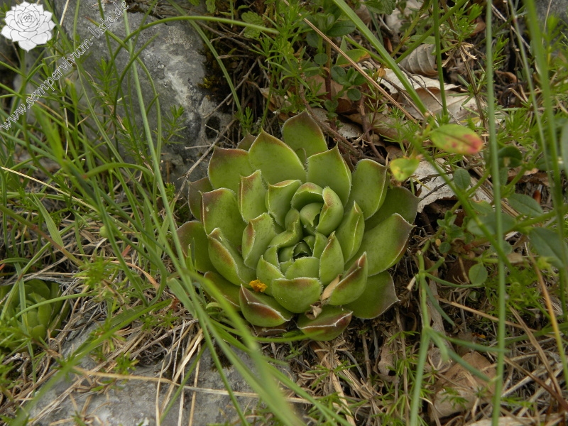 heuffelii (glabrum) from Veljkova Ploča