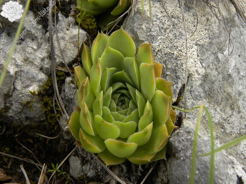 heuffelii (glabrum) from Veljkova Ploča