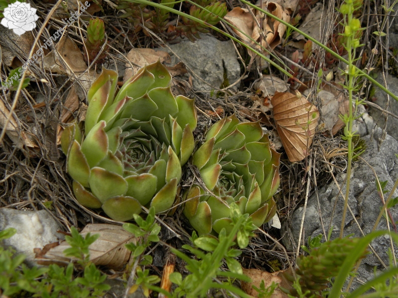 heuffelii (glabrum) from Veljkova Ploča