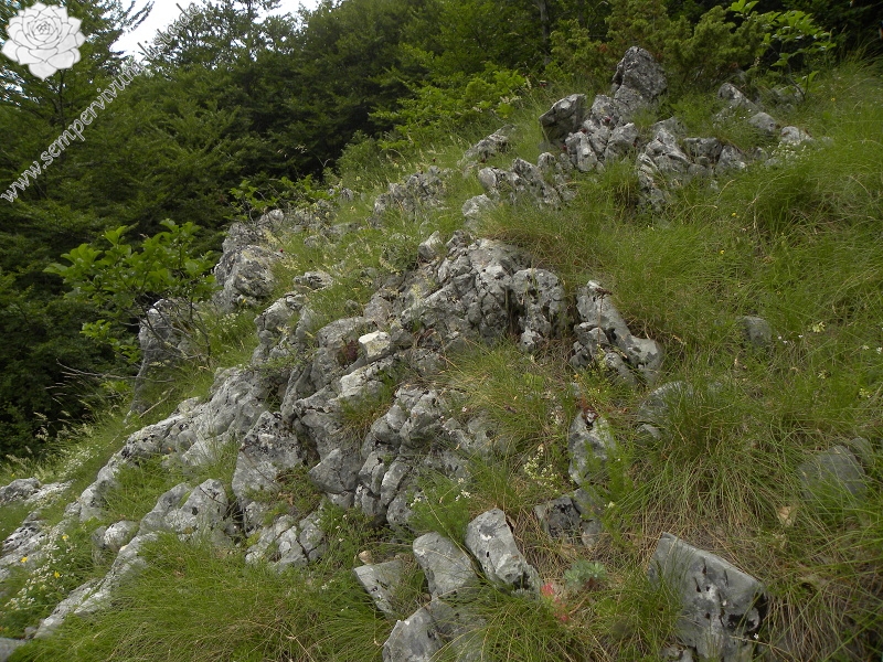 heuffelii (glabrum) from Veljkova Ploča