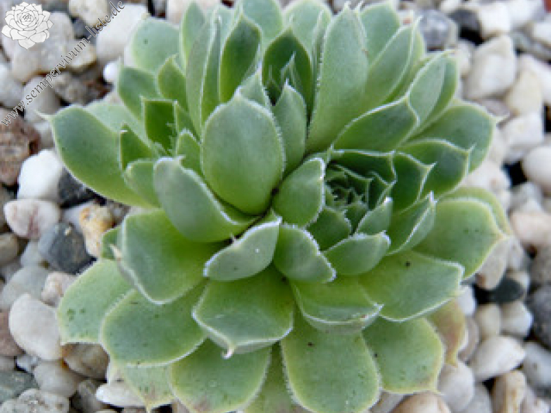 heuffelii (glabrum) from Vitse