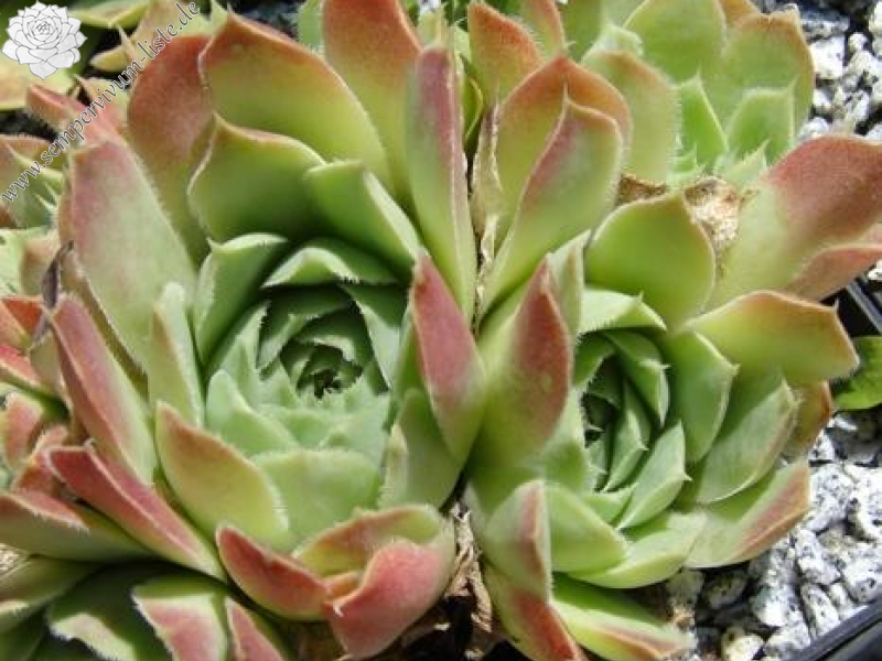 heuffelii (glabrum) from Vitse