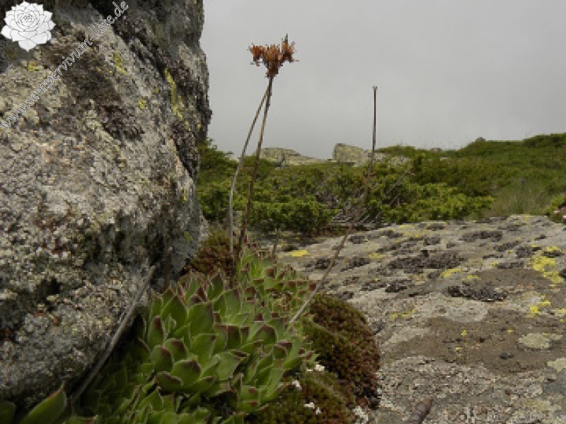 heuffelii (heuffelii) from Cherni vrah