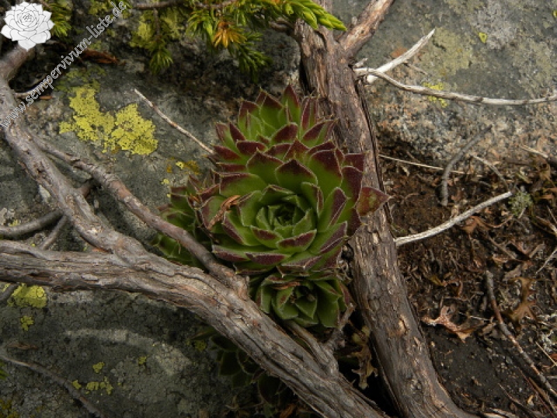 heuffelii (heuffelii) from Cherni vrah