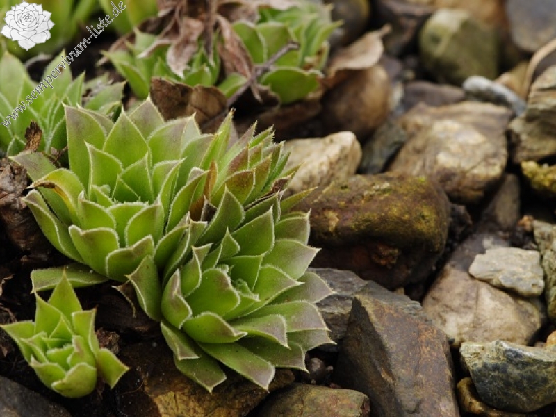 heuffelii (heuffelii) from Cherni vrah