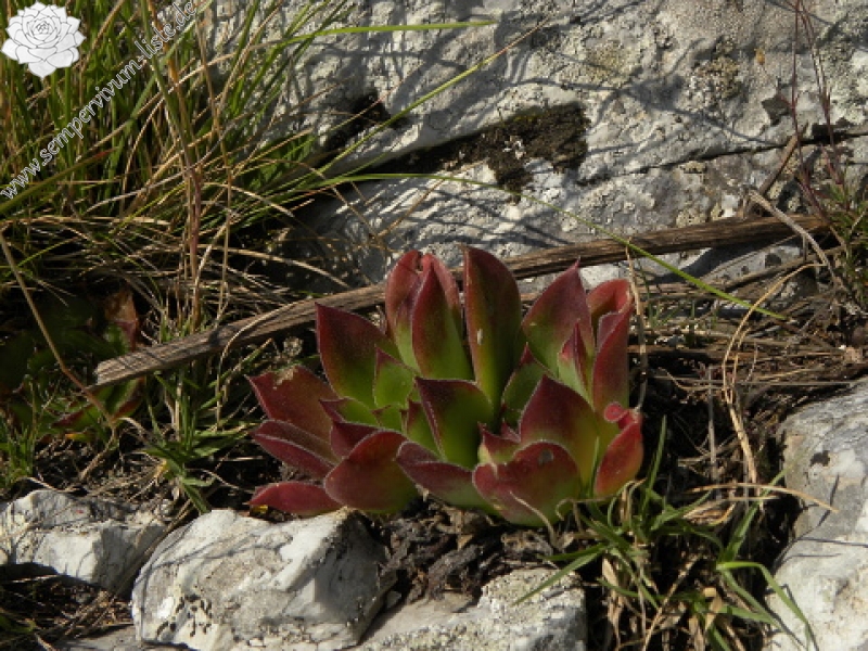 heuffelii (heuffelii) from Domogled