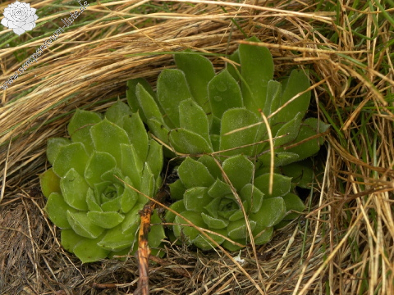 heuffelii (heuffelii) from Popovokapski ezero