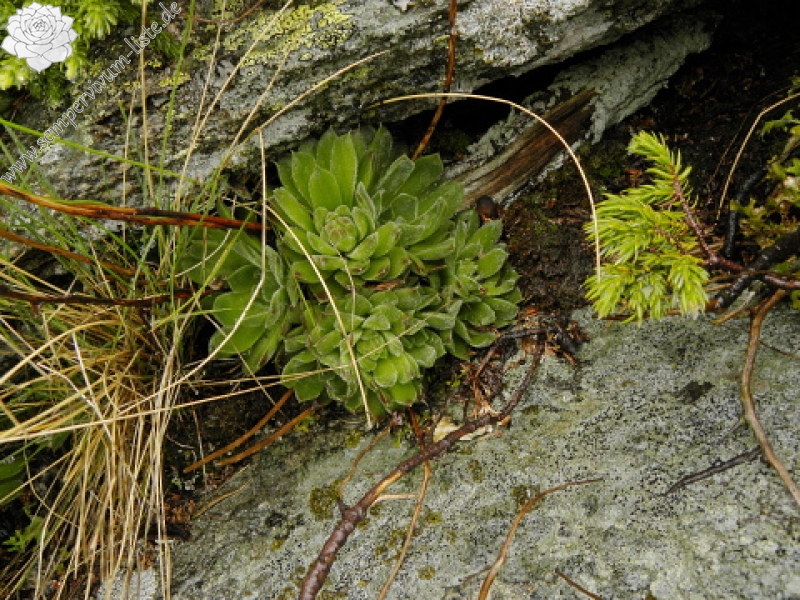 heuffelii (heuffelii) from Popovokapski ezero