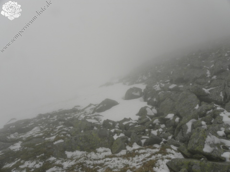 heuffelii (heuffelii) from Popovokapski ezero