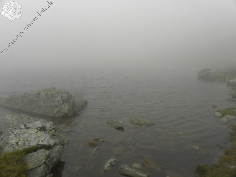 heuffelii (heuffelii) from Popovokapski ezero