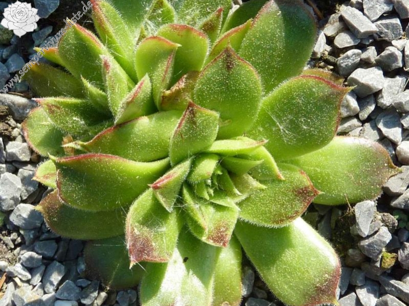 heuffelii (heuffelii) from Vitoša