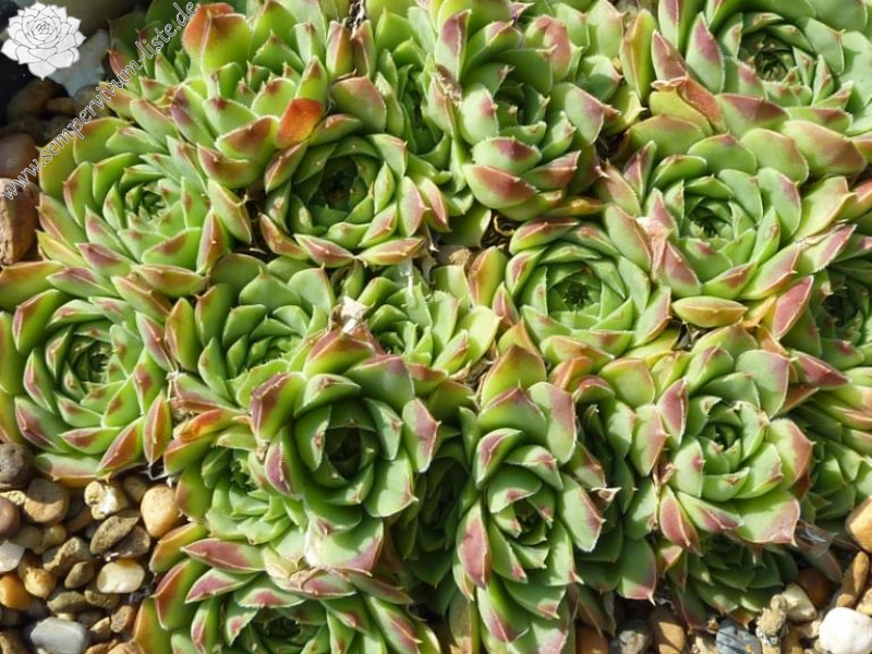 heuffelii (heuffelii) from Vitoša