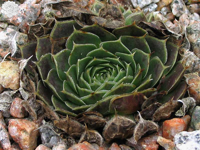 heuffelii (kapaenianum)