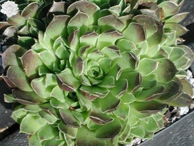 heuffelii (kopaonikense) from Kopaonik