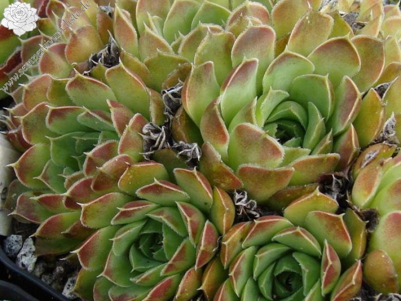 heuffelii (kopaonikense) from Kopaonik