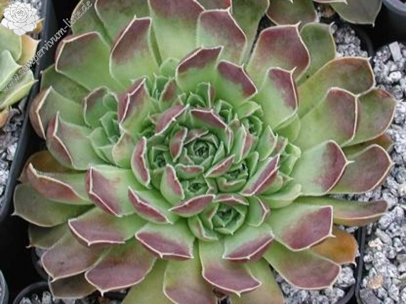 heuffelii (kopaonikense) from Kopaonik