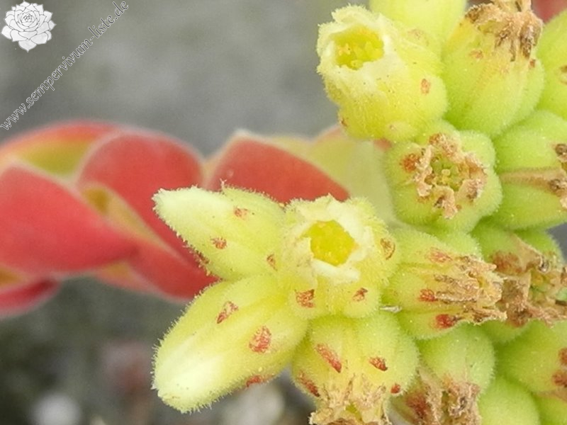 heuffelii (stramineum)