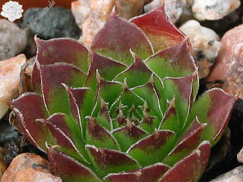 heuffelii (theobaldii)