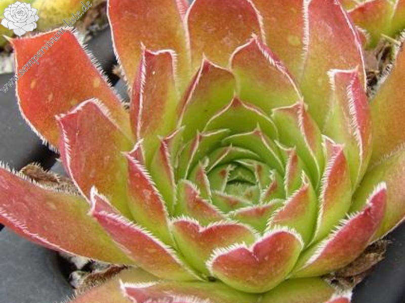 heuffelii (velenovskyi)