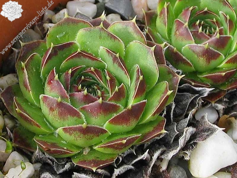 heuffelii from "Anthomorica"