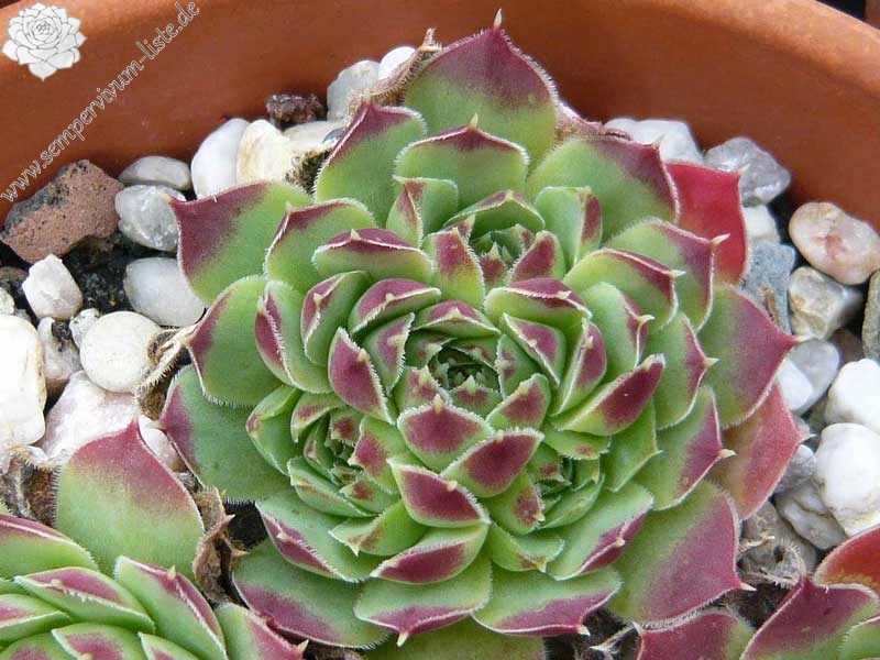 heuffelii from "Anthomorica"