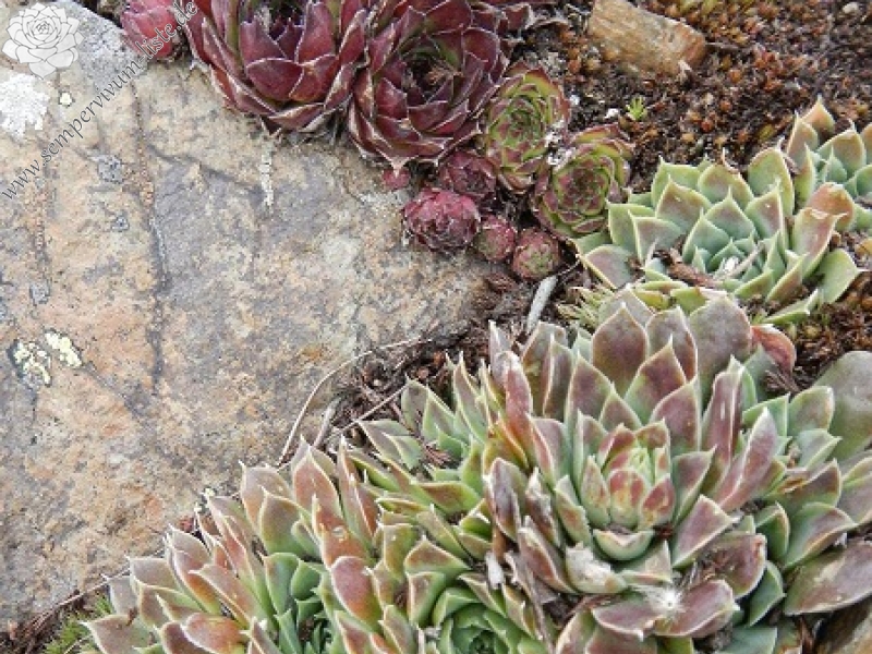 heuffelii from Baba, Gipfel