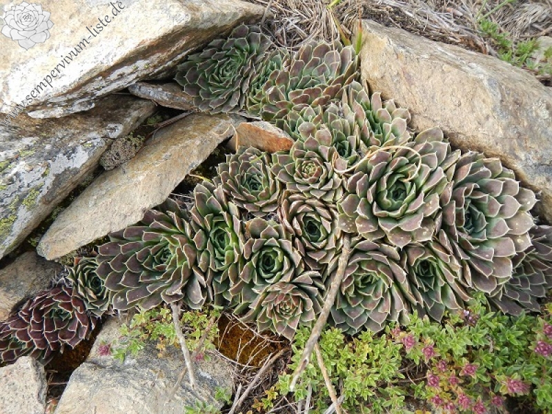 heuffelii from Baba, Gipfel