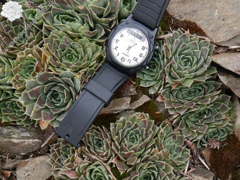 heuffelii from Baba, Gipfel