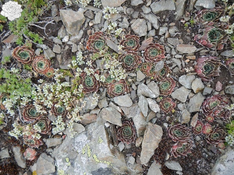 heuffelii from Baba, Gipfel