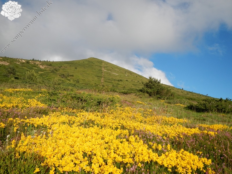 heuffelii from Baba, Gipfel