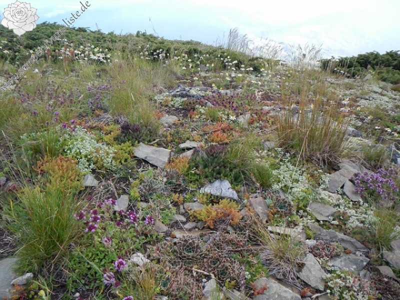 heuffelii from Baba, Gipfel