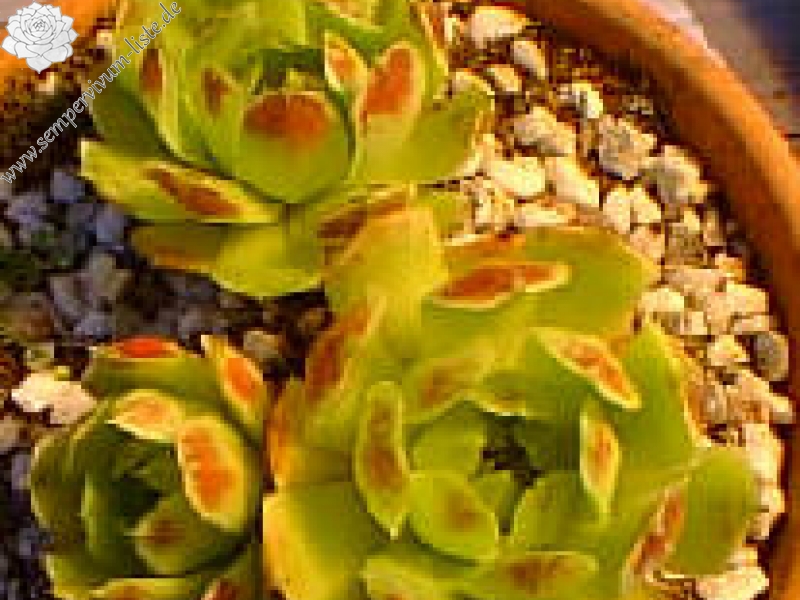 heuffelii from Backovo