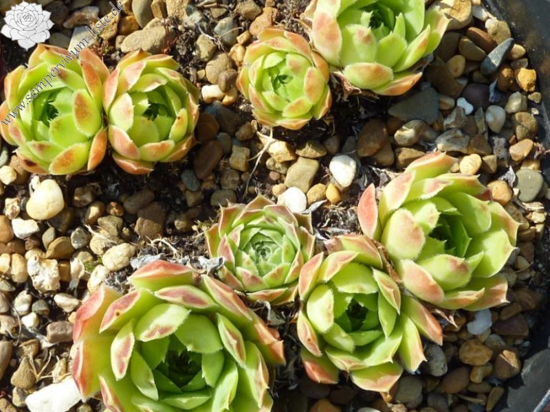 heuffelii from Backovo