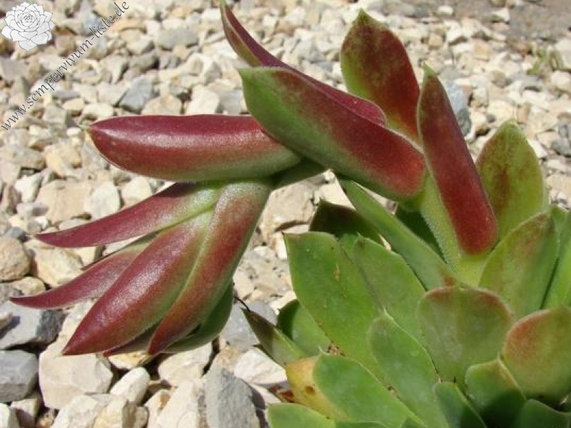 heuffelii from Backovo