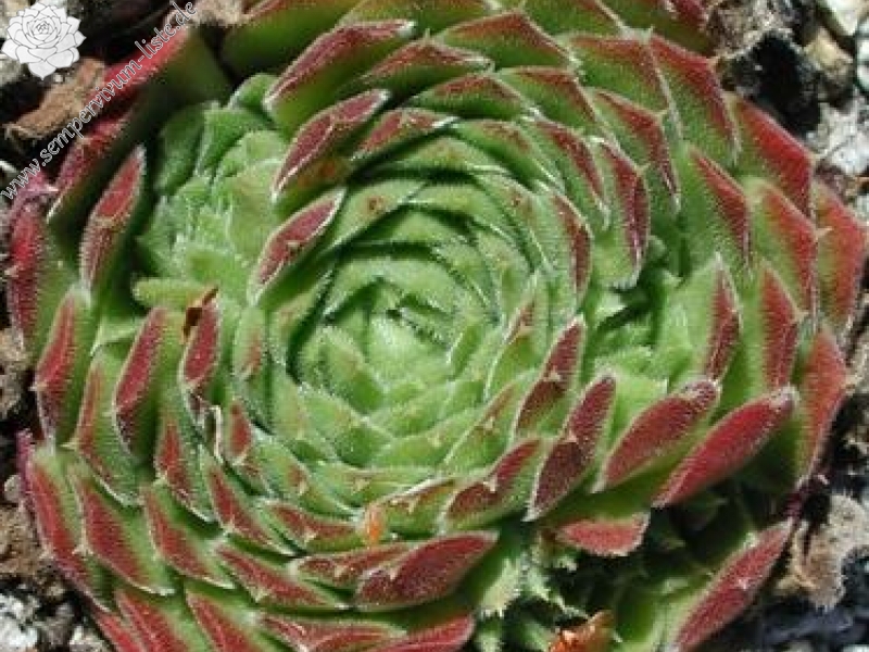 heuffelii from Bansko