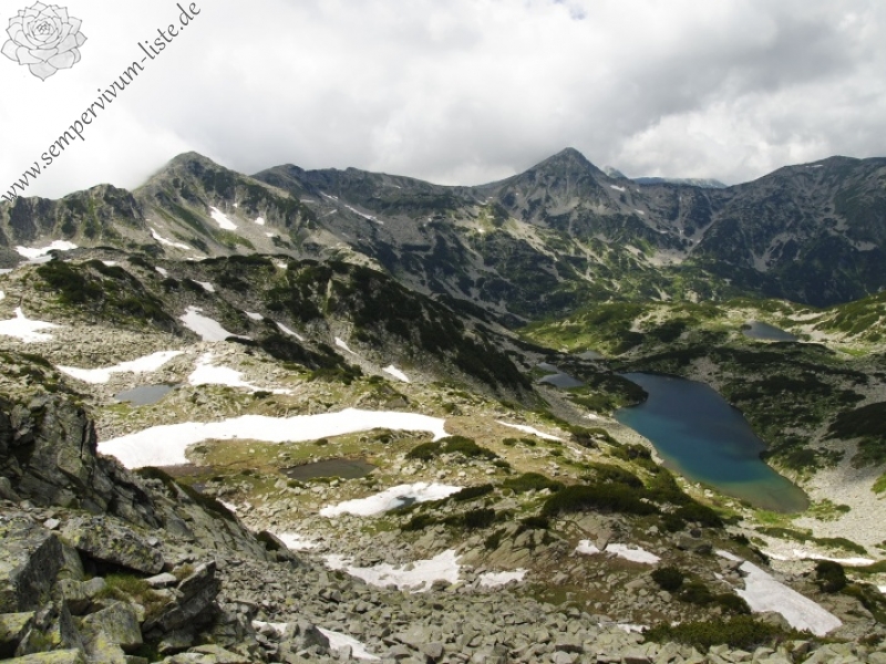 heuffelii from Bashliyska Porta