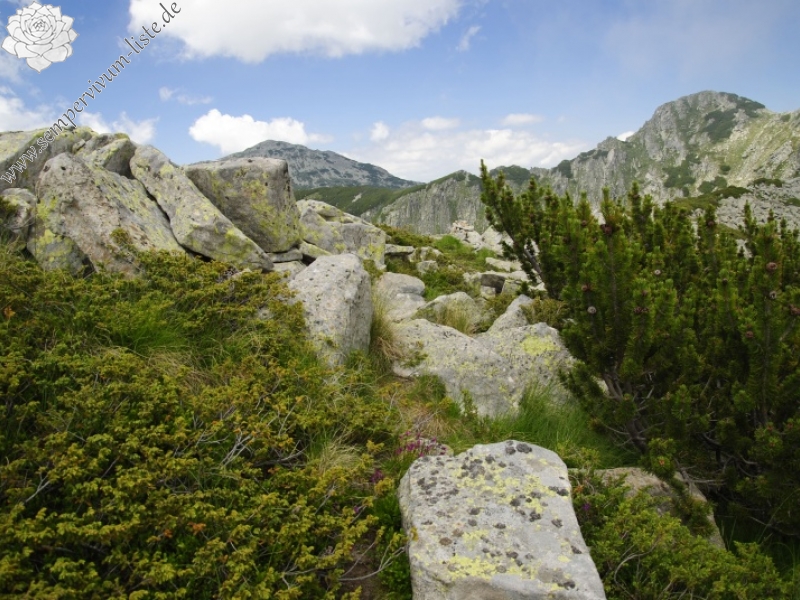 heuffelii from Bashliyska Porta